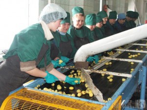 В Брянской области появится крупнейший картофельный завод