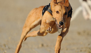 Британец кормил собаку виагрой и марихуаной Британец кормил собаку виагрой и марихуаной