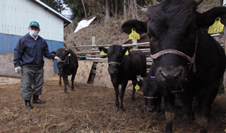 С Фукусимы вывезут зараженную землю С Фукусимы вывезут зараженную землю