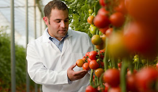 Побеждающий рак помидор выведен в Италии Побеждающий рак помидор выведен в Италии