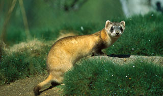 В Чите звери сбежали из цирка В Чите звери сбежали из цирка