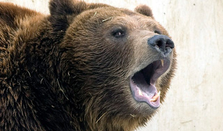 Медведь выволок туристку из палатки Медведь выволок туристку из палатки