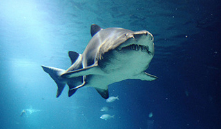 Собака покусала акулу в море (видео) Собака покусала акулу в море (видео)