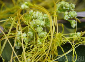 Под Трубчевском 80 гектаров земли заросли опасным сорняком