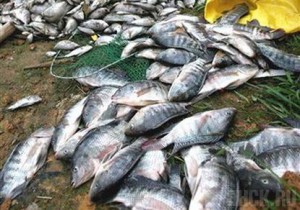 На юге Брянской области началась массовая гибель рыбы