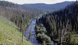 Пропавшая девушка месяц жила в тайге Пропавшая девушка месяц жила в тайге