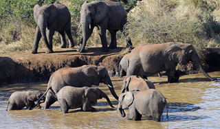 Открыто неожиданное качество слонов Открыто неожиданное качество слонов