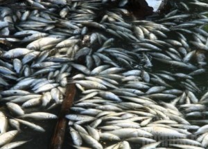 Реку Судость проверят на ядохимикаты