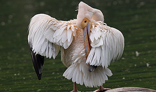 Пеликан впал в кому из-за выпитого алкоголя Пеликан впал в кому из-за выпитого алкоголя