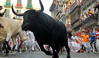 Бык затоптал испанца с розовым зонтиком Бык затоптал испанца с розовым зонтиком