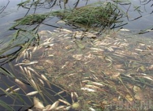 В реке Судость ядохимикатов не обнаружили