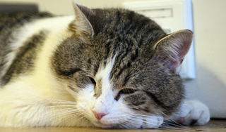 Кошка выжила в катастрофе Ан-24 Кошка выжила в катастрофе Ан-24