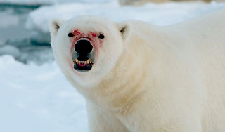 Медведь загрыз школьника в Норвегии Медведь загрыз школьника в Норвегии