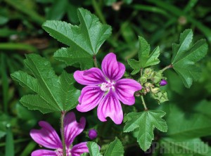 На брянской земле обнаружили два новых вида растений Мальва лесная