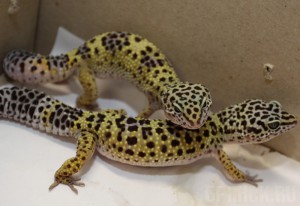 Брянские таможенники не пустили в Россию пауков и ящериц