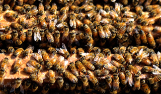 В ДТП на трассе погибли сотни тысяч пчел В ДТП на трассе погибли сотни тысяч пчел