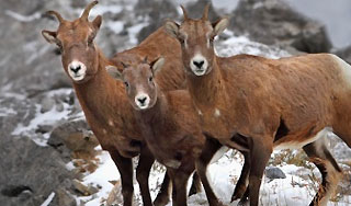 VIP-охотникам на архаров отменили приговор VIP-охотникам на архаров отменили приговор