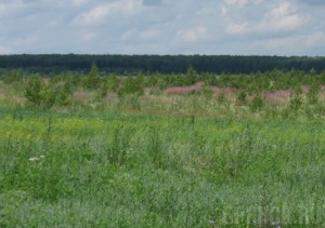 Обнаружено более 300 гектаров погибающих земель