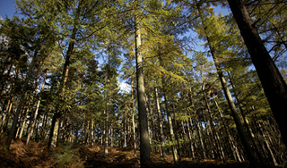 В тайге нашли юношу с мертвым дедом В тайге нашли юношу с мертвым дедом