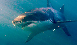 Акула-убийца завелась на популярном курорте Акула-убийца завелась на популярном курорте