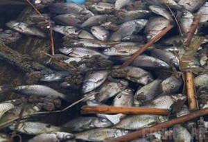 Зафиксирован второй случай массовой гибели рыбы