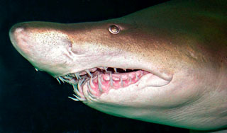 В Приморье акула откусила мужчине руки В Приморье акула откусила мужчине руки