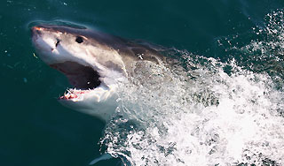 Против акулы-людоеда начали спецоперацию Против акулы-людоеда начали спецоперацию