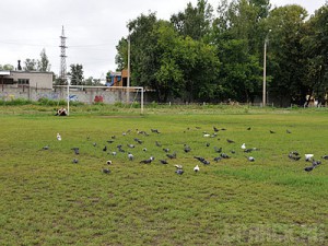 Ремонт стадиона «Локомотив» обойдется в 150 миллионов рублей