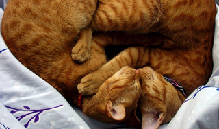 Любовь к кошкам вызвана инфекцией Любовь к кошкам вызвана инфекцией