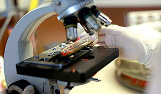 В водопроводе Копенгагена обнаружена E-coli В водопроводе Копенгагена обнаружена E-coli