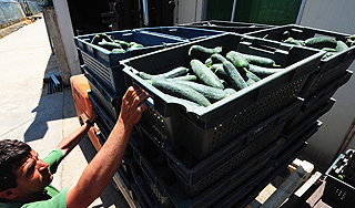 E. Coli угрожает ввозу продуктов в Россию E. Coli угрожает ввозу продуктов в Россию