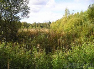 Более 60 процентов проверенных земель оказались непахаными