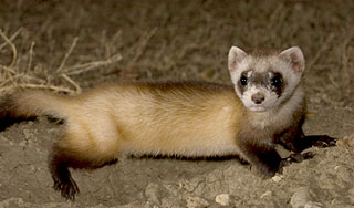 Потерявший друга хорек впал в депрессию Потерявший друга хорек впал в депрессию