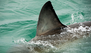 Акула покусала приморца на "диком" пляже Акула покусала приморца на "диком" пляже