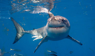 В Приморье поймали огромную акулу-катрана В Приморье поймали огромную акулу-катрана