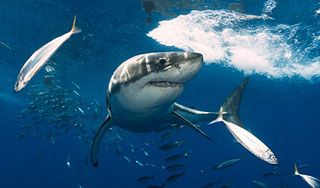 Акулы-людоеды ускользнули от главы Приморья Акулы-людоеды ускользнули от главы Приморья