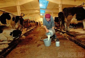 Климовскому СПК «Соловьевский» запретили реализовывать молоко