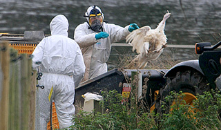 Птичий грипп захватит новые территории Птичий грипп захватит новые территории