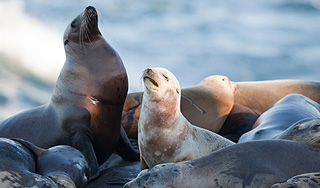 В самолете нашли трупы морских котиков В самолете нашли трупы морских котиков