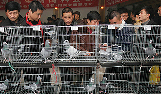 В Китае запрещены полеты голубей В Китае запрещены полеты голубей