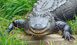 Старушка вырвалась из пасти крокодила Старушка вырвалась из пасти крокодила