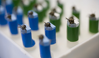 Насекомые спасут европейцев от голода Насекомые спасут европейцев от голода