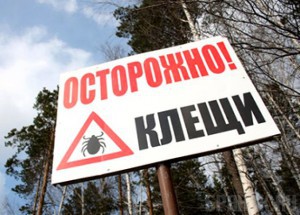 Активность клещей увеличилась более чем в три раза