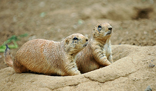 Из зоопарка Киева произошел массовый побег Из зоопарка Киева произошел массовый побег