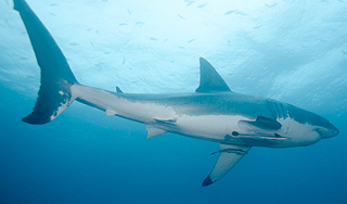 В Приморье поймали двухметровую акулу В Приморье поймали двухметровую акулу