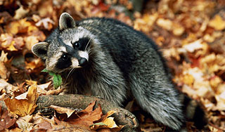 Охотник застрелился из-за раненого енота Охотник застрелился из-за раненого енота