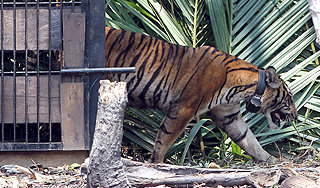 В Приморье из лаборатории сбежала тигрица В Приморье из лаборатории сбежала тигрица