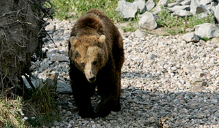 В США медведь угнал легковую машину В США медведь угнал легковую машину