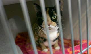 В Подольске девочка умерла от укуса кошки В Подольске девочка умерла от укуса кошки