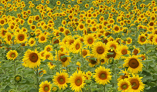 "Фукусима" провалила миссию подсолнухов "Фукусима" провалила миссию подсолнухов